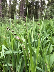 Melica nutans