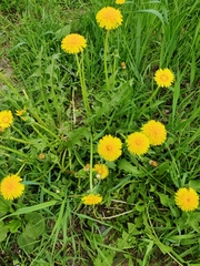 Taraxacum officinale