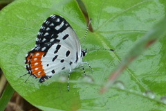Talicada nyseus nyseus