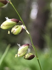 Melica nutans