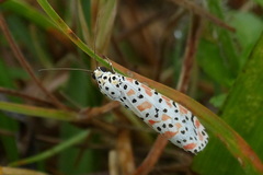 Utetheisa lotrix lotrix