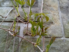 Parthenocissus quinquefolia
