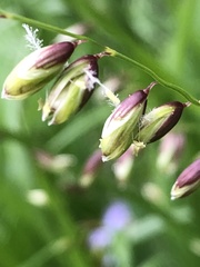 Melica nutans