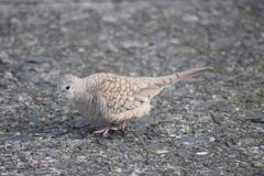 Columbina inca