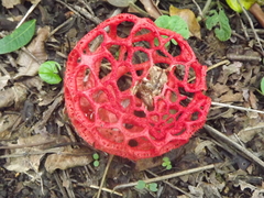 Clathrus cristatus