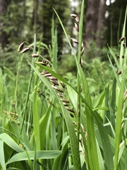 Melica nutans