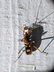 Ectomocoris quadriguttatus