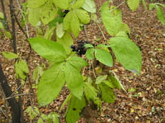 Eleutherococcus sessiliflorus