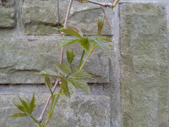 Parthenocissus quinquefolia