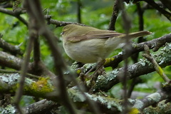 Phylloscopus magnirostris