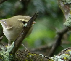 Phylloscopus magnirostris