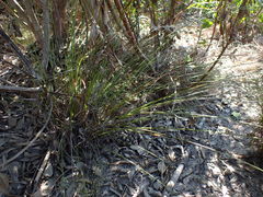 Schoenus graciliculmis