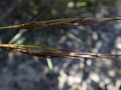 Schoenus graciliculmis