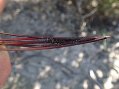 Schoenus graciliculmis