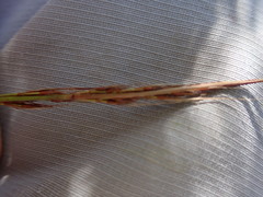 Schoenus graciliculmis