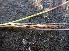 Schoenus graciliculmis