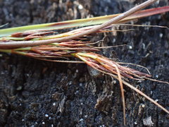 Schoenus graciliculmis