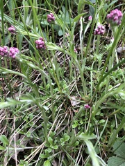 Antennaria dioica