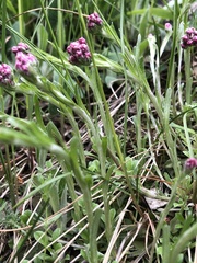 Antennaria dioica