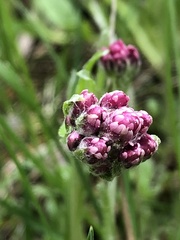 Antennaria dioica