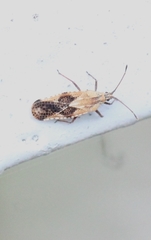 Cysteochila delineata