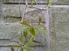 Parthenocissus quinquefolia