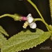 Tiny White Wild Hibiscus - Photo (c) i_c_riddell, some rights reserved (CC BY), uploaded by i_c_riddell