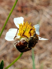 Trichiotinus rufobrunneus