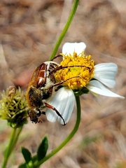 Trichiotinus rufobrunneus