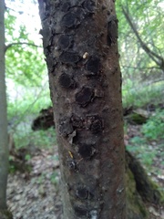 Biscogniauxia repanda