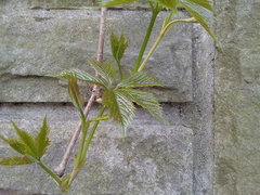 Parthenocissus quinquefolia