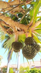 Pandanus utilis
