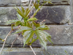 Parthenocissus quinquefolia