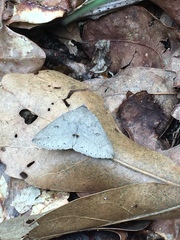 Argyrostrotis flavistriaria