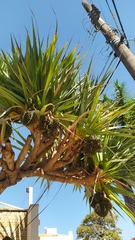 Pandanus utilis