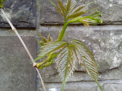Parthenocissus quinquefolia