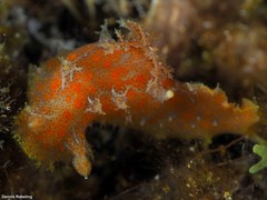 Plocamopherus maderae