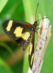 Acraea cabira