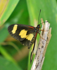 Acraea cabira