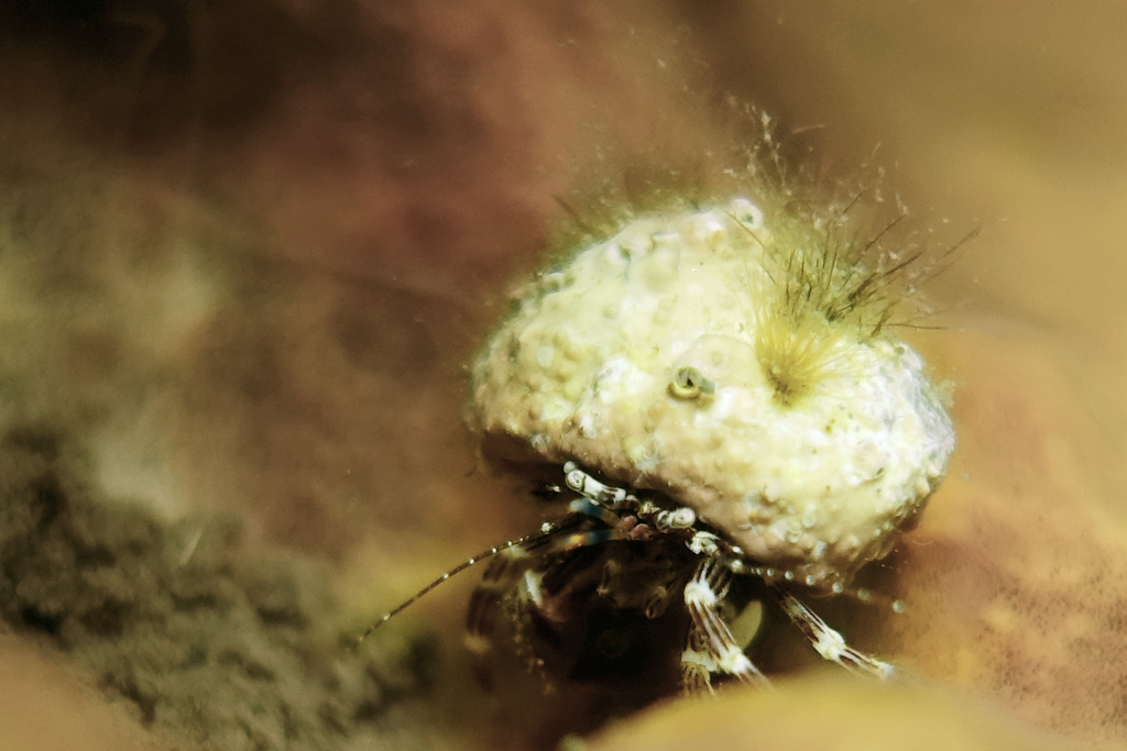 Pagurixus