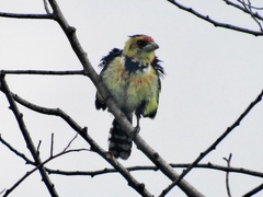 Trachyphonus vaillantii vaillantii