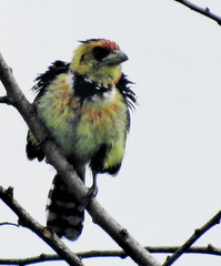 Trachyphonus vaillantii vaillantii