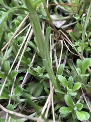 Antennaria dioica