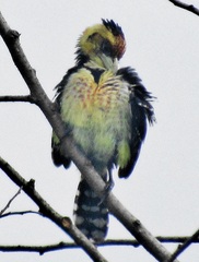 Trachyphonus vaillantii vaillantii