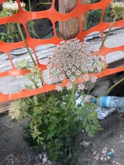 Daucus carota