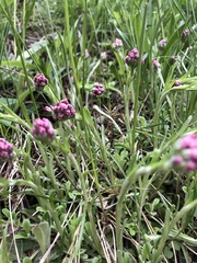 Antennaria dioica