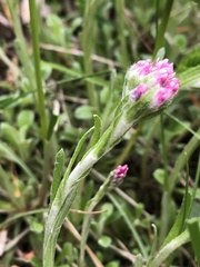 Antennaria dioica