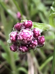 Antennaria dioica