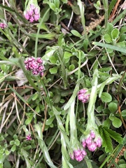 Antennaria dioica