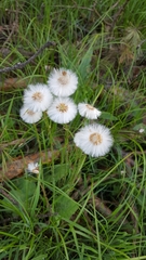 Tussilago farfara